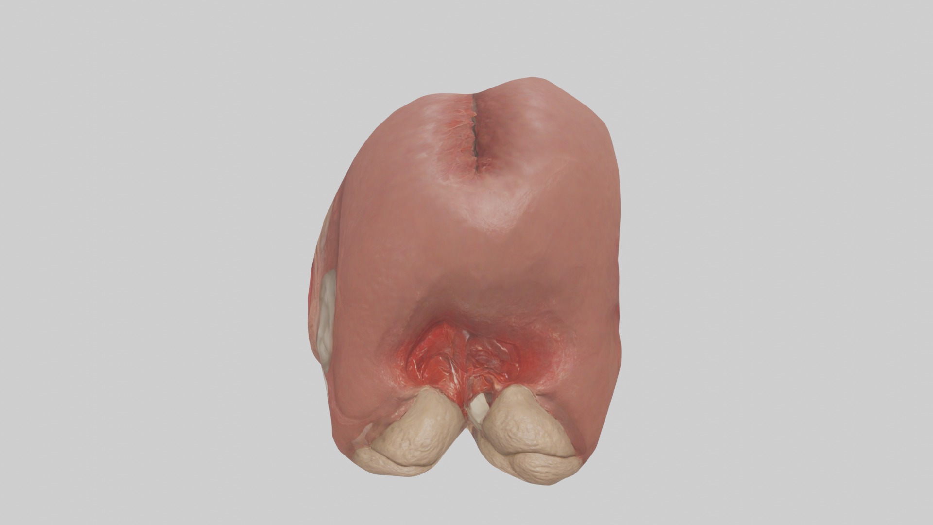 Spleen Model 1 Low-poly 3D model_10