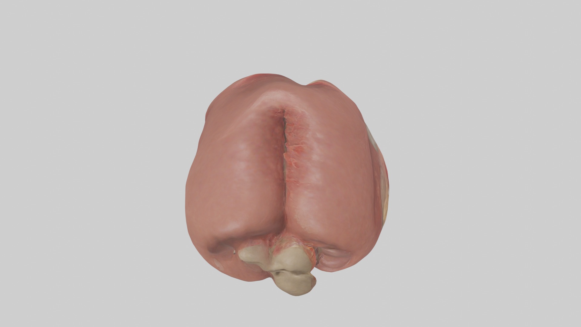 Spleen Model 1 Low-poly 3D model_9