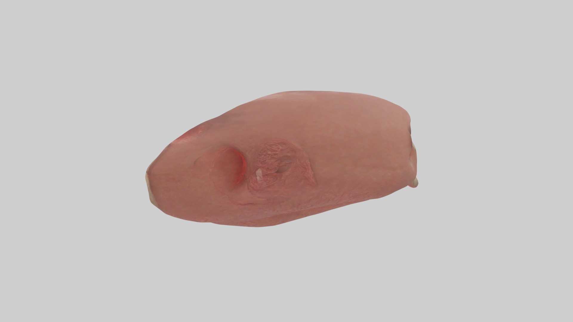 Spleen Model 1 Low-poly 3D model_6