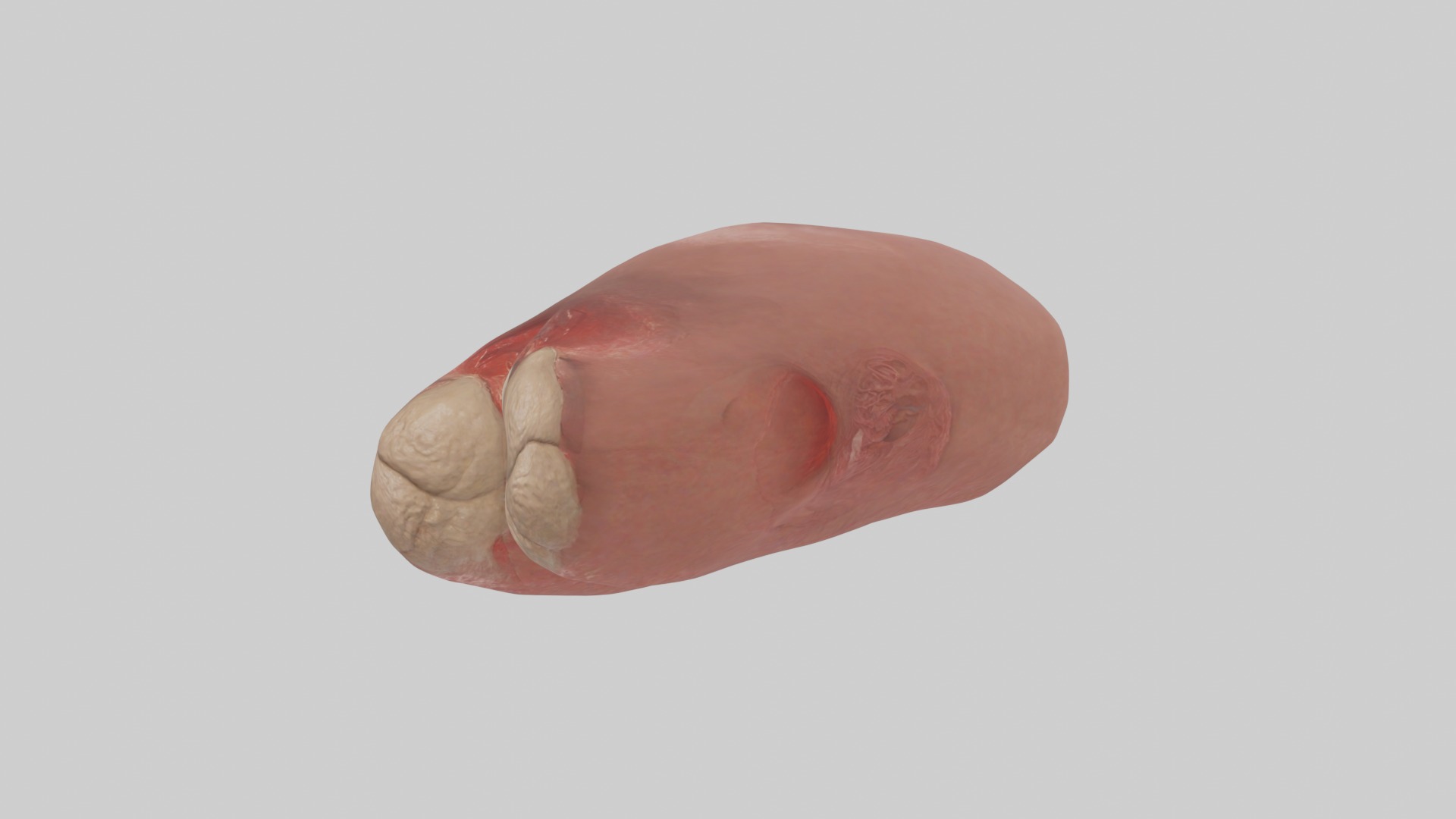 Spleen Model 1 Low-poly 3D model_4