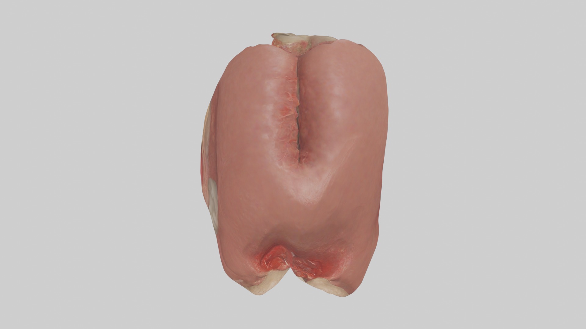 Spleen Model 1 Low-poly 3D model_8