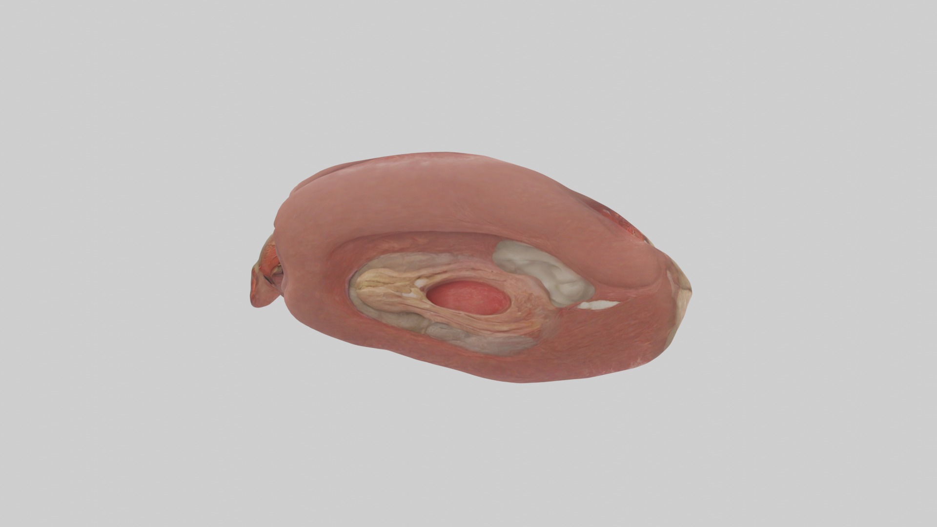 Spleen Model 1 Low-poly 3D model_7
