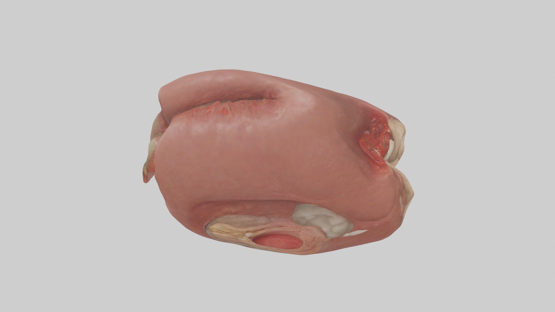 Spleen Model 1 Low-poly 3D model_12