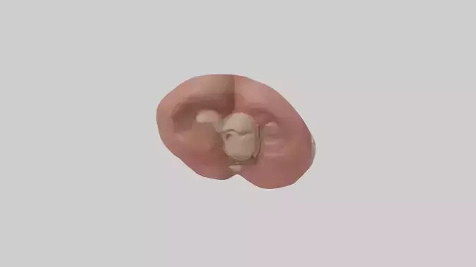 Spleen Model 1 Low-poly 3D model