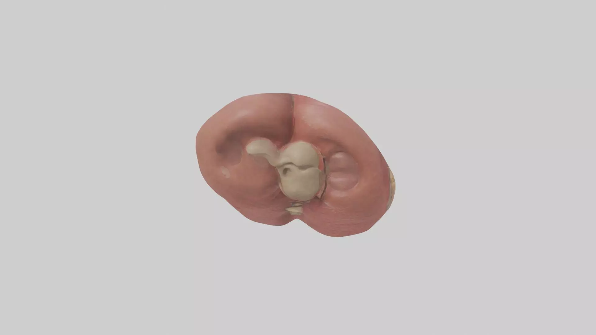 Spleen Model 1 Low-poly 3D model_0
