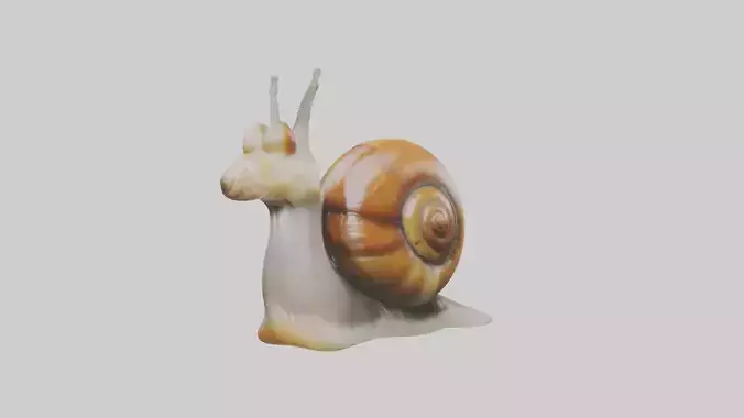 Snail Model