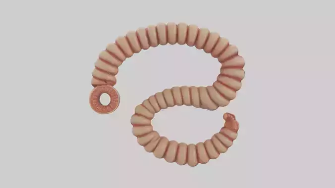 Small Intestine Model 1