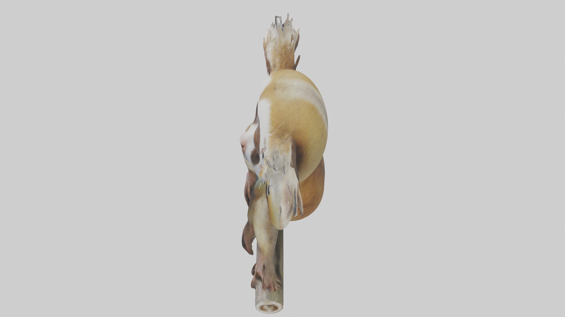 Slow Loris Model 1 Low-poly 3D model_11