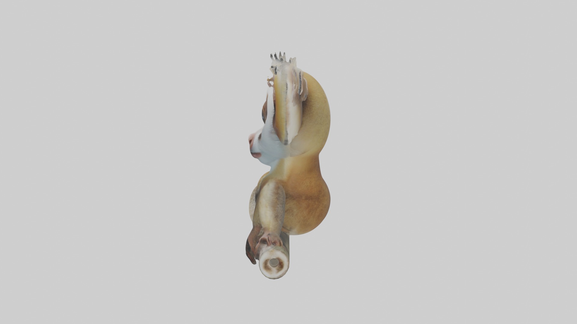Slow Loris Model 1 Low-poly 3D model_6