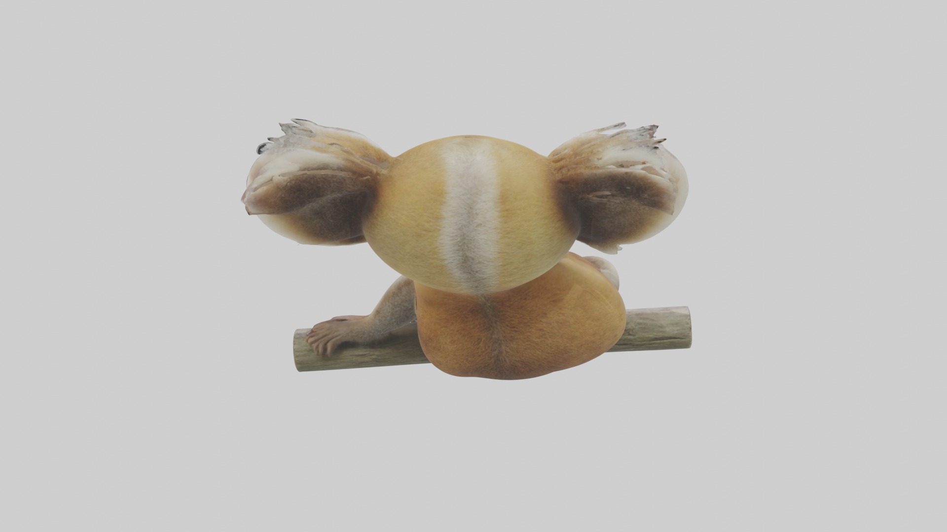 Slow Loris Model 1 Low-poly 3D model_9