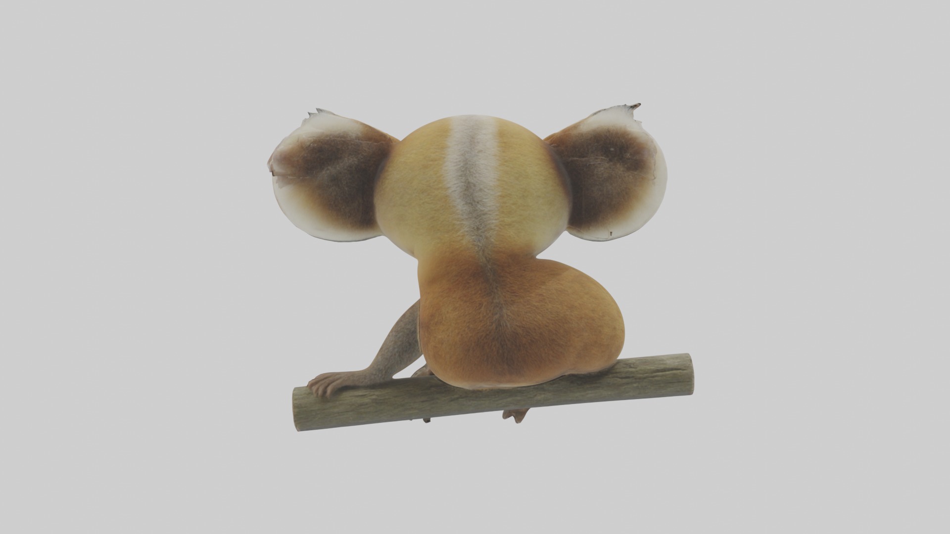Slow Loris Model 1 Low-poly 3D model_1
