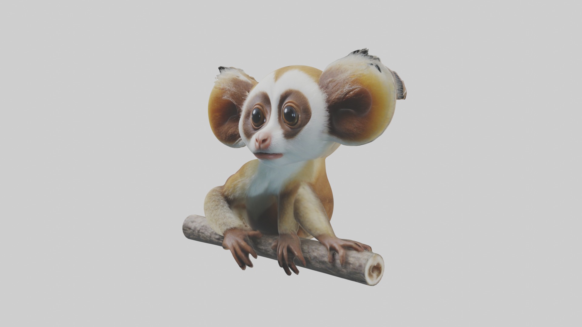 Slow Loris Model 1 Low-poly 3D model_4
