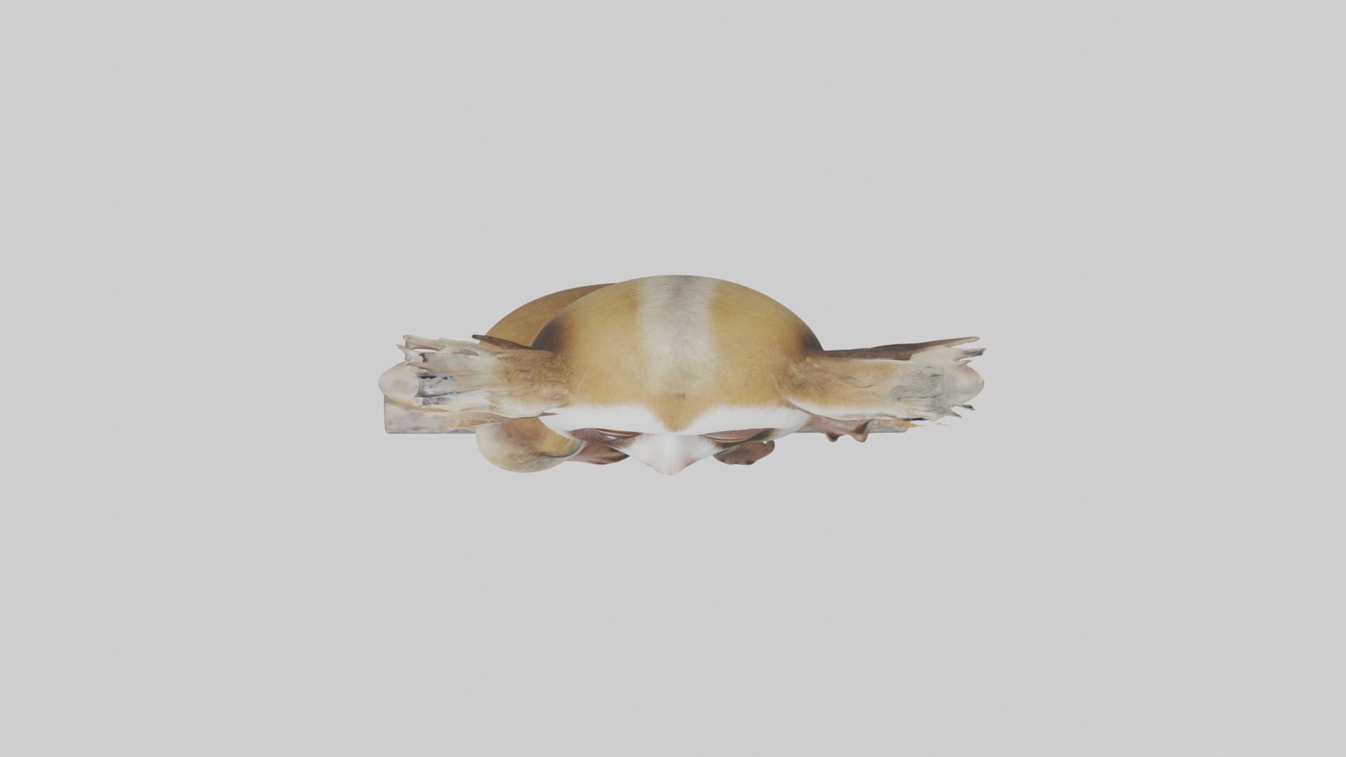 Slow Loris Model 1 Low-poly 3D model_8