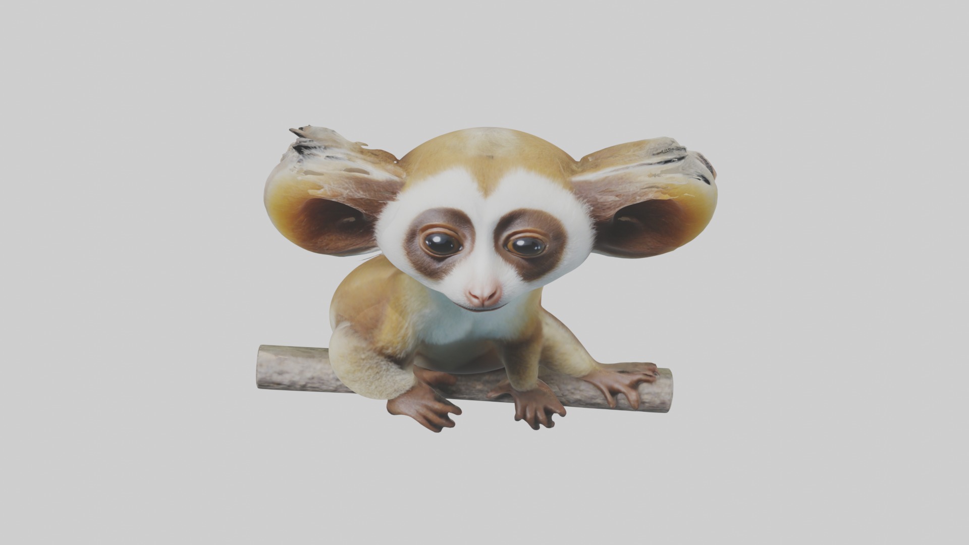 Slow Loris Model 1 Low-poly 3D model_10