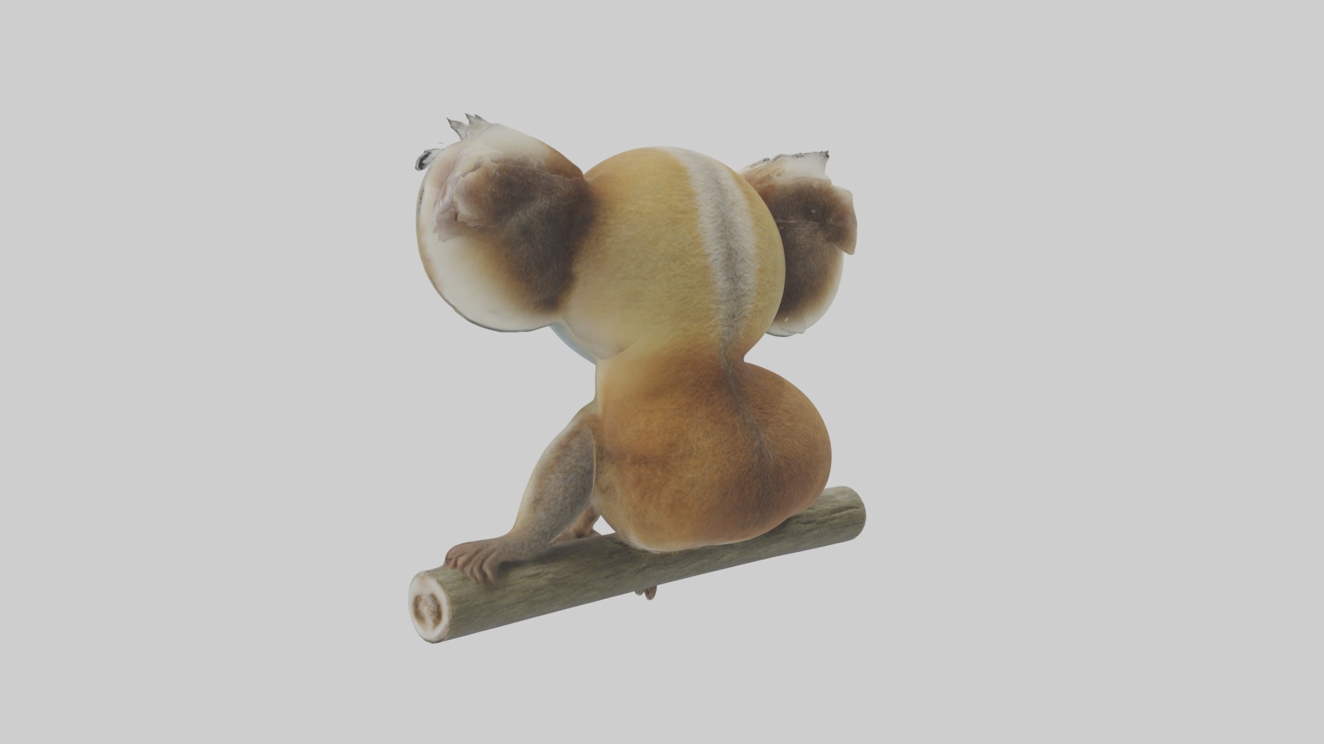 Slow Loris Model 1 Low-poly 3D model_2