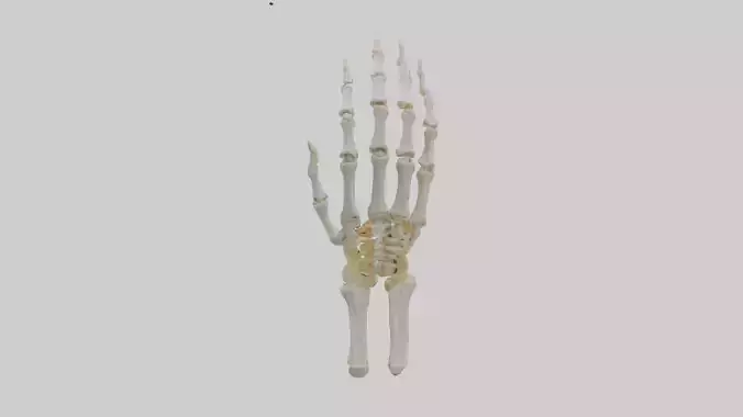 Skeletonhand Model