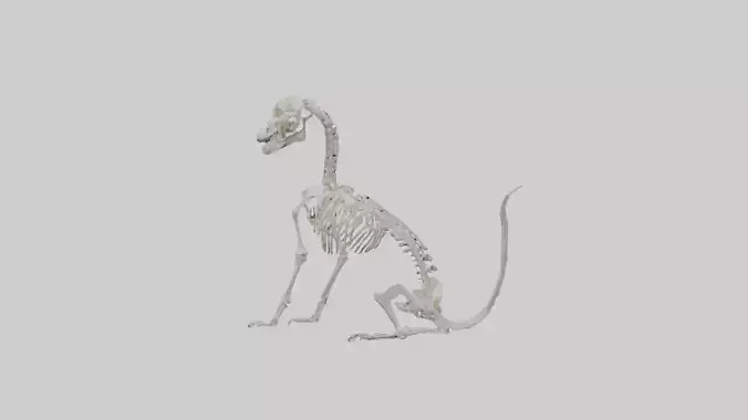 Sitting Dog Skeleton 1