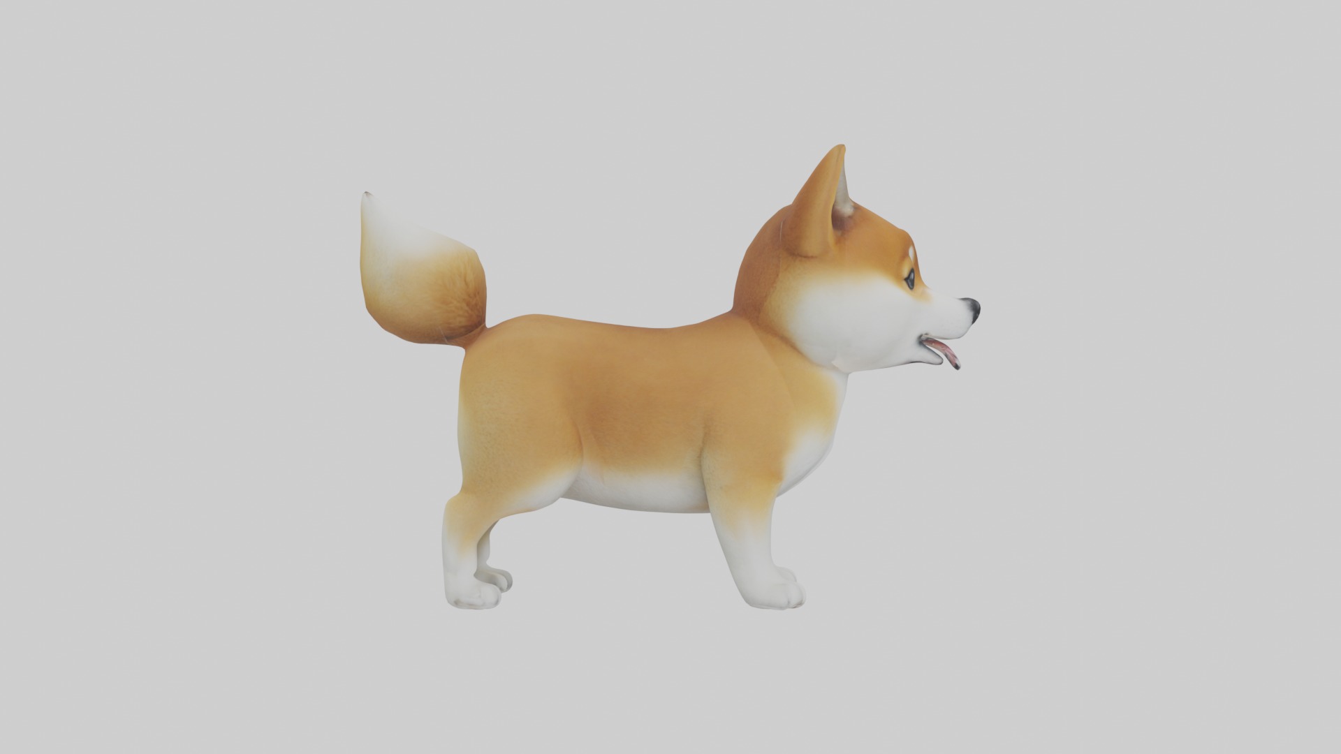 Shiba Inu Puppy Model 1 Low-poly 3D model_7