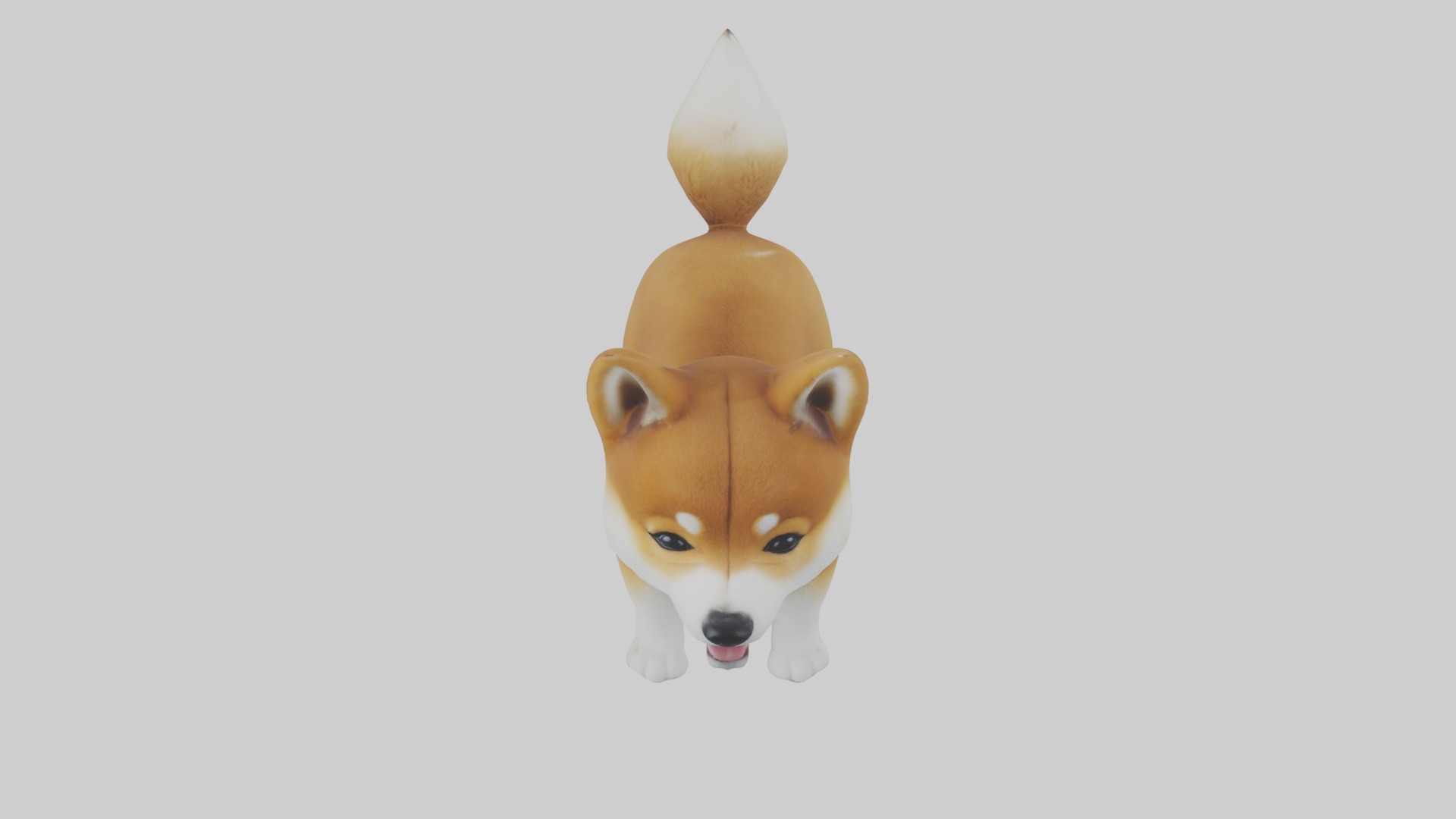 Shiba Inu Puppy Model 1 Low-poly 3D model_10