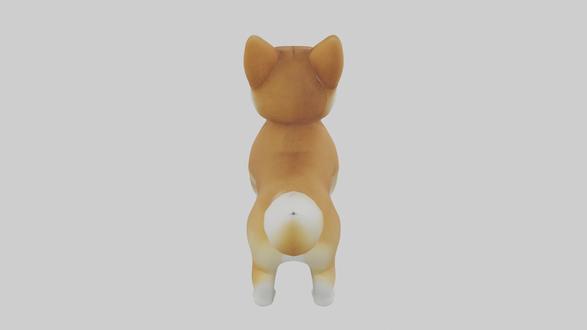 Shiba Inu Puppy Model 1 Low-poly 3D model_9