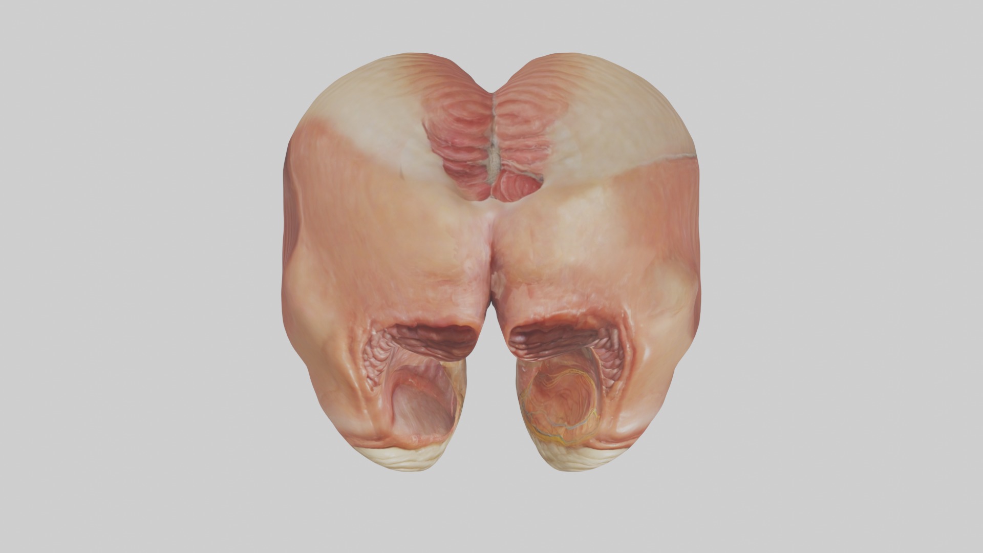 Rectum Model 1 Low-poly 3D model_8