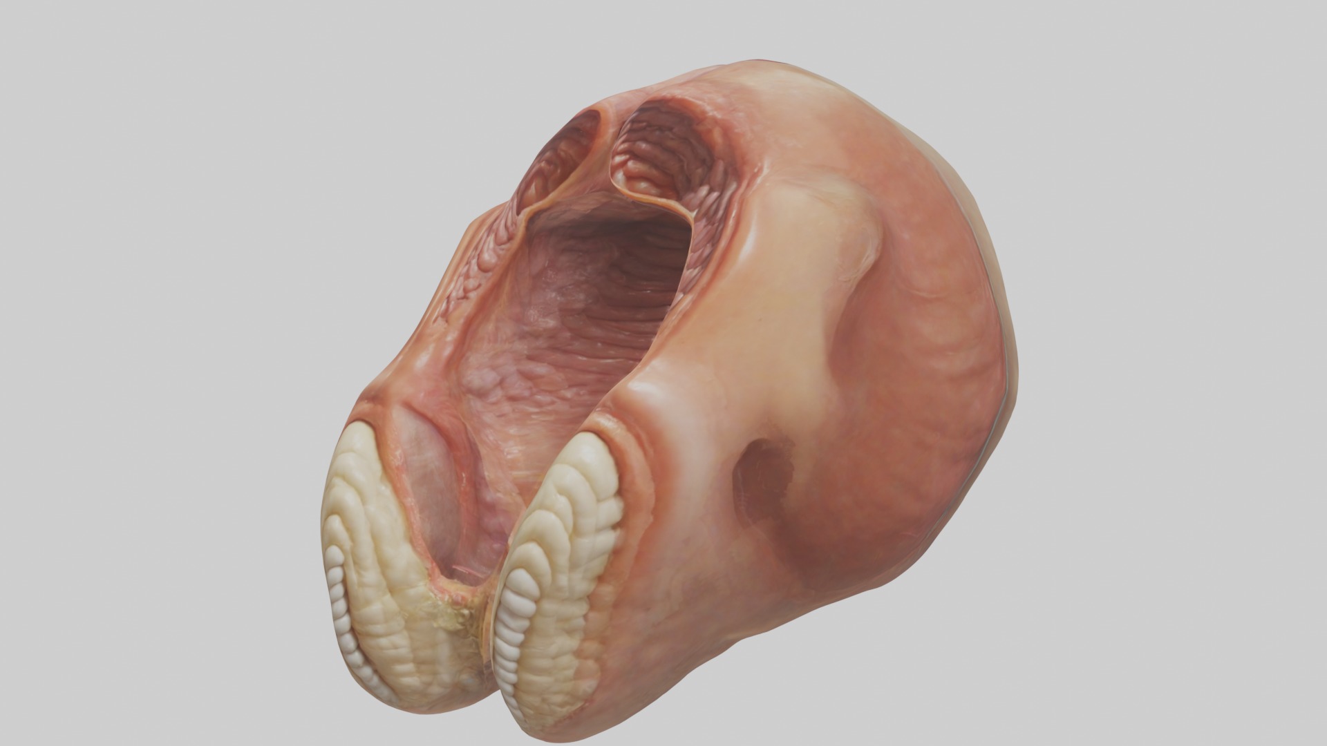Rectum Model 1 Low-poly 3D model_4
