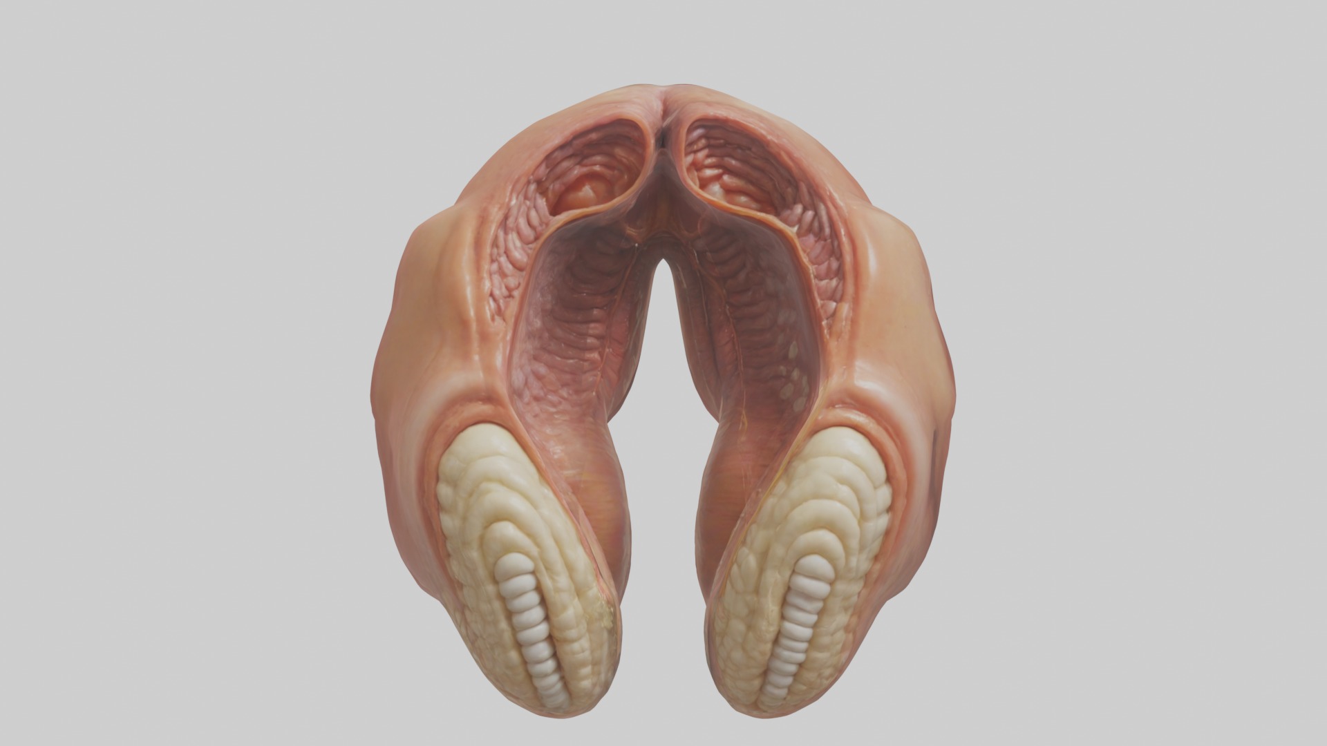 Rectum Model 1 Low-poly 3D model_3