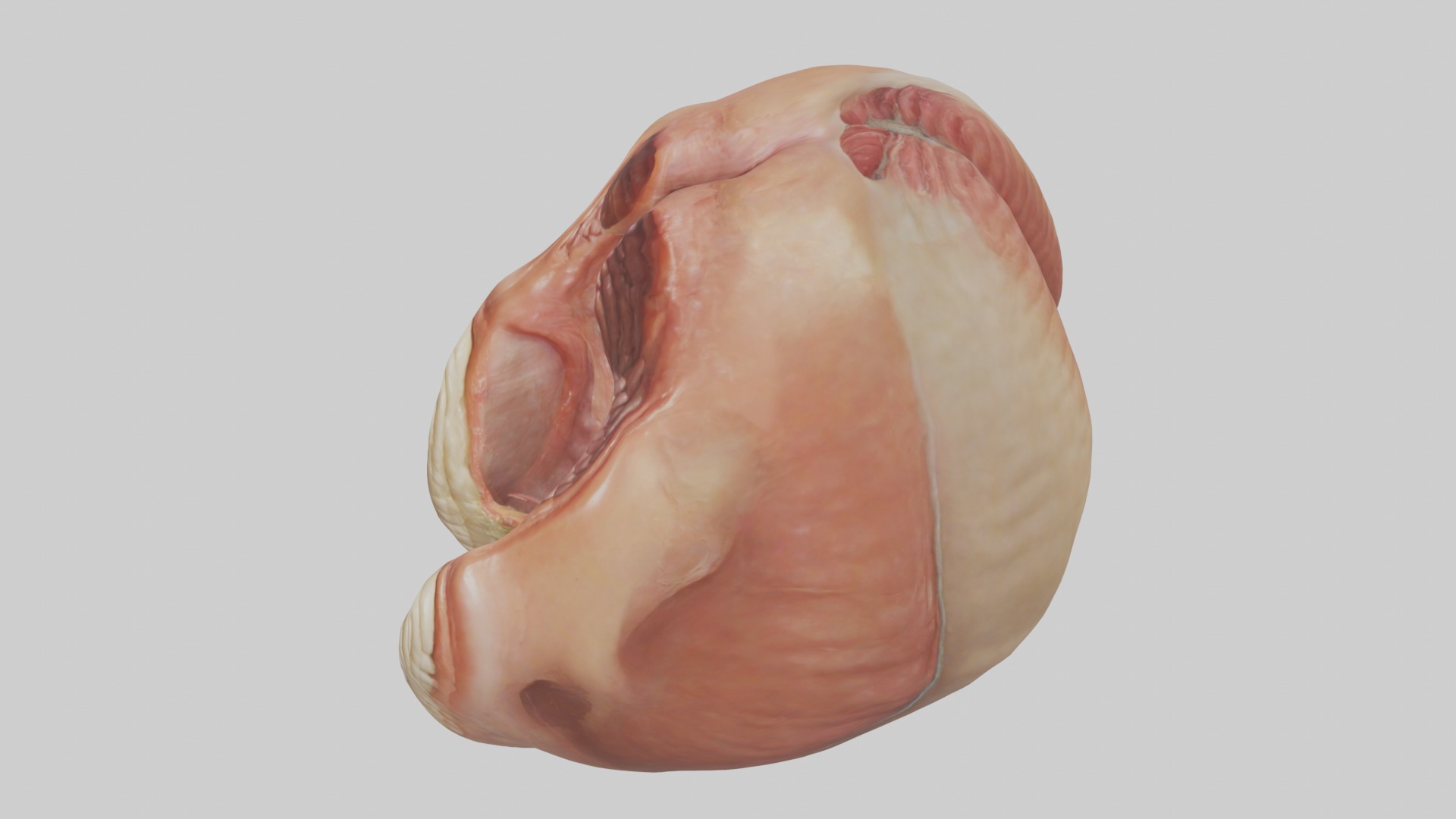 Rectum Model 1 Low-poly 3D model_11