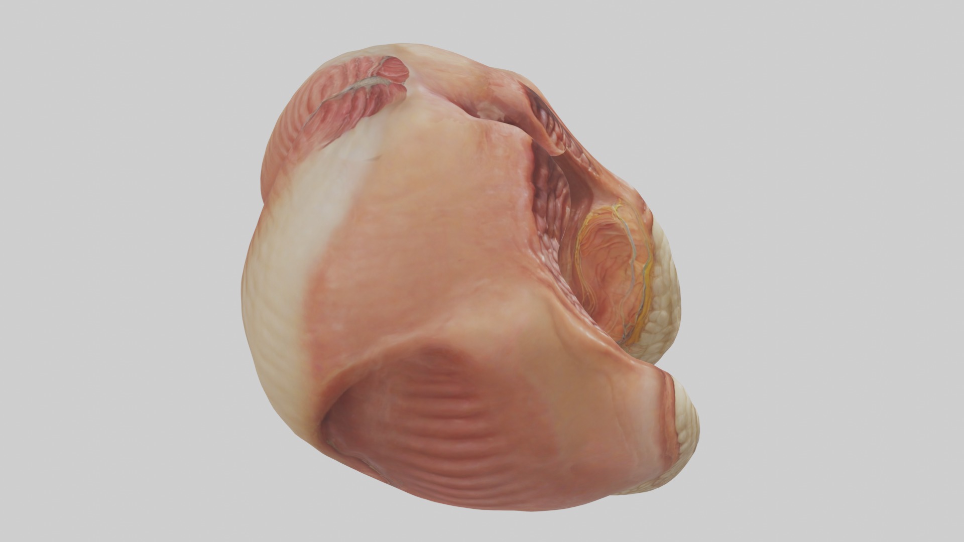 Rectum Model 1 Low-poly 3D model_12