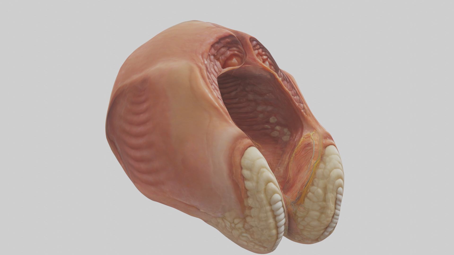 Rectum Model 1 Low-poly 3D model_5
