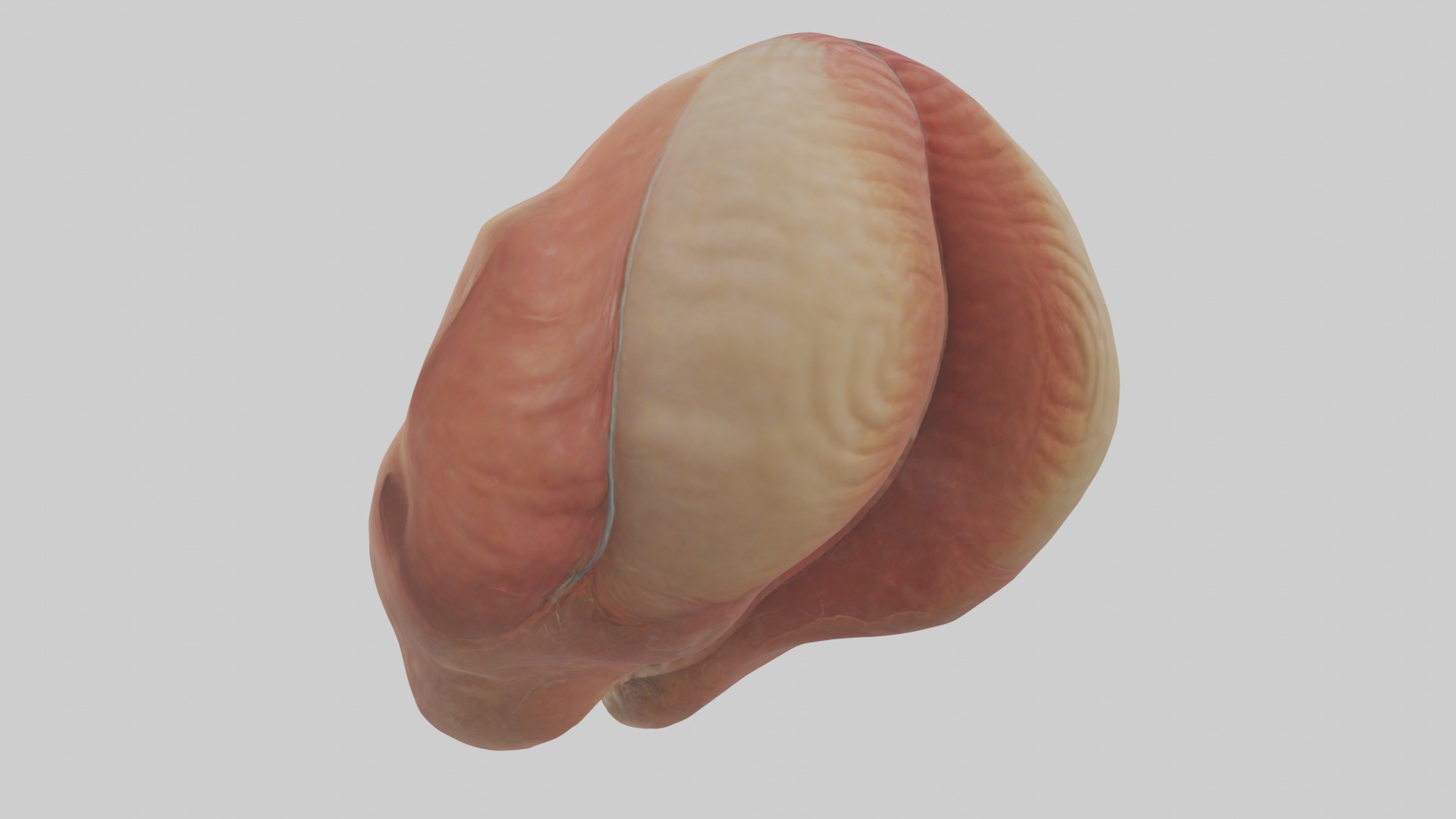 Rectum Model 1 Low-poly 3D model_1