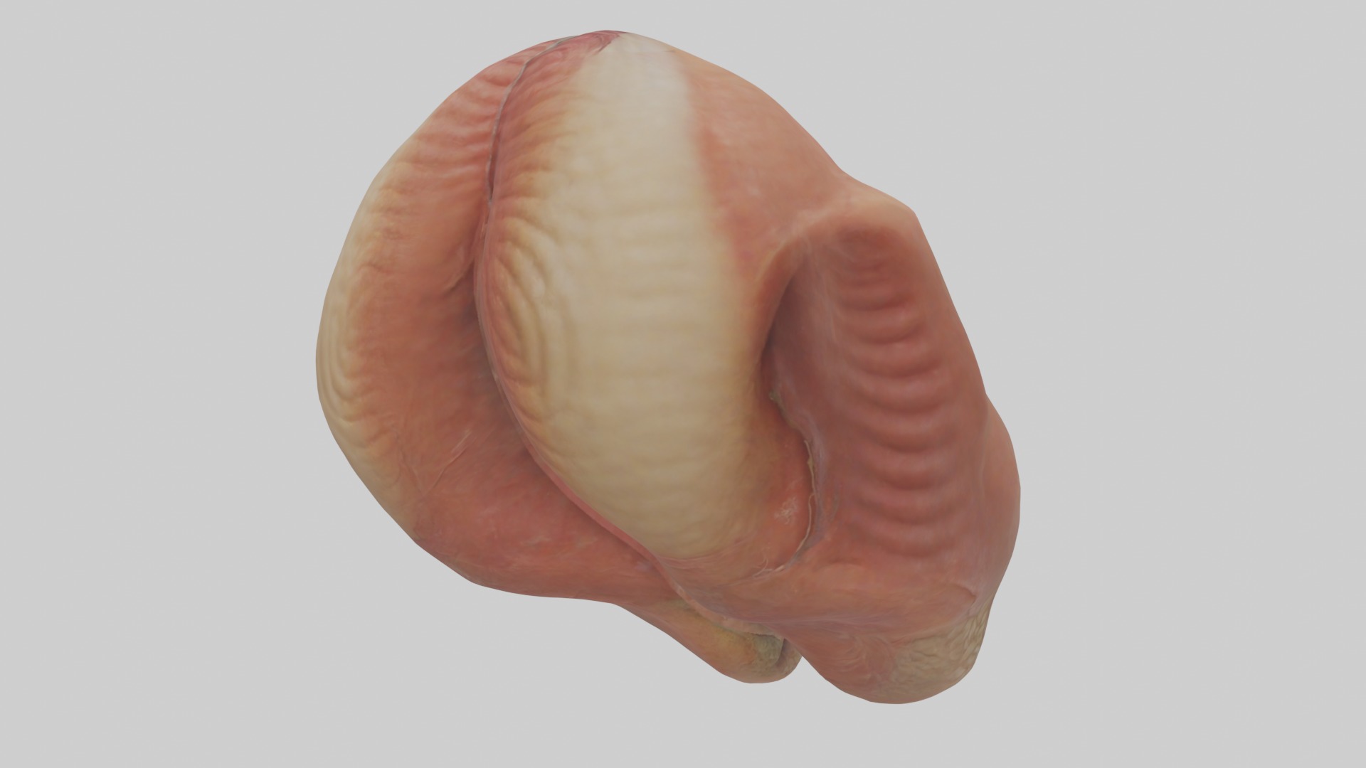 Rectum Model 1 Low-poly 3D model_2