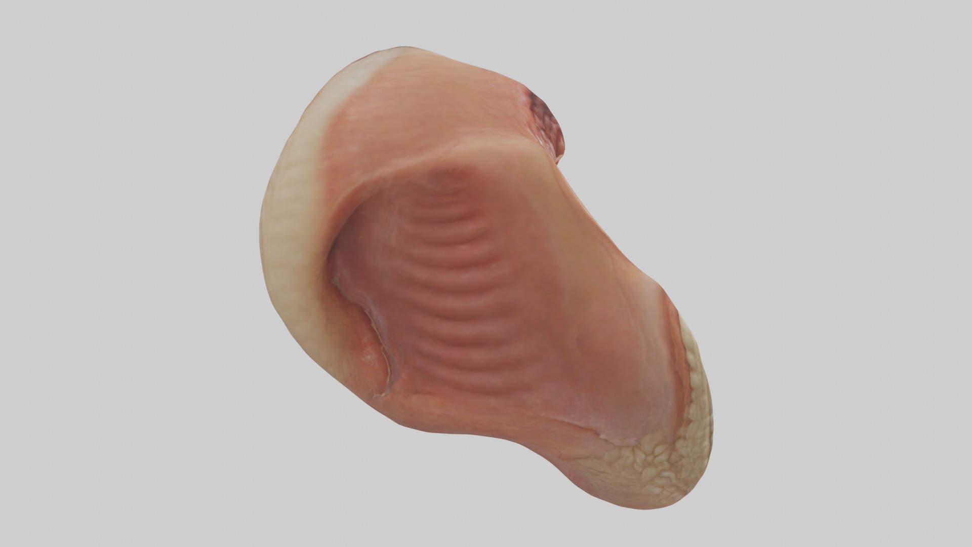 Rectum Model 1 Low-poly 3D model_7