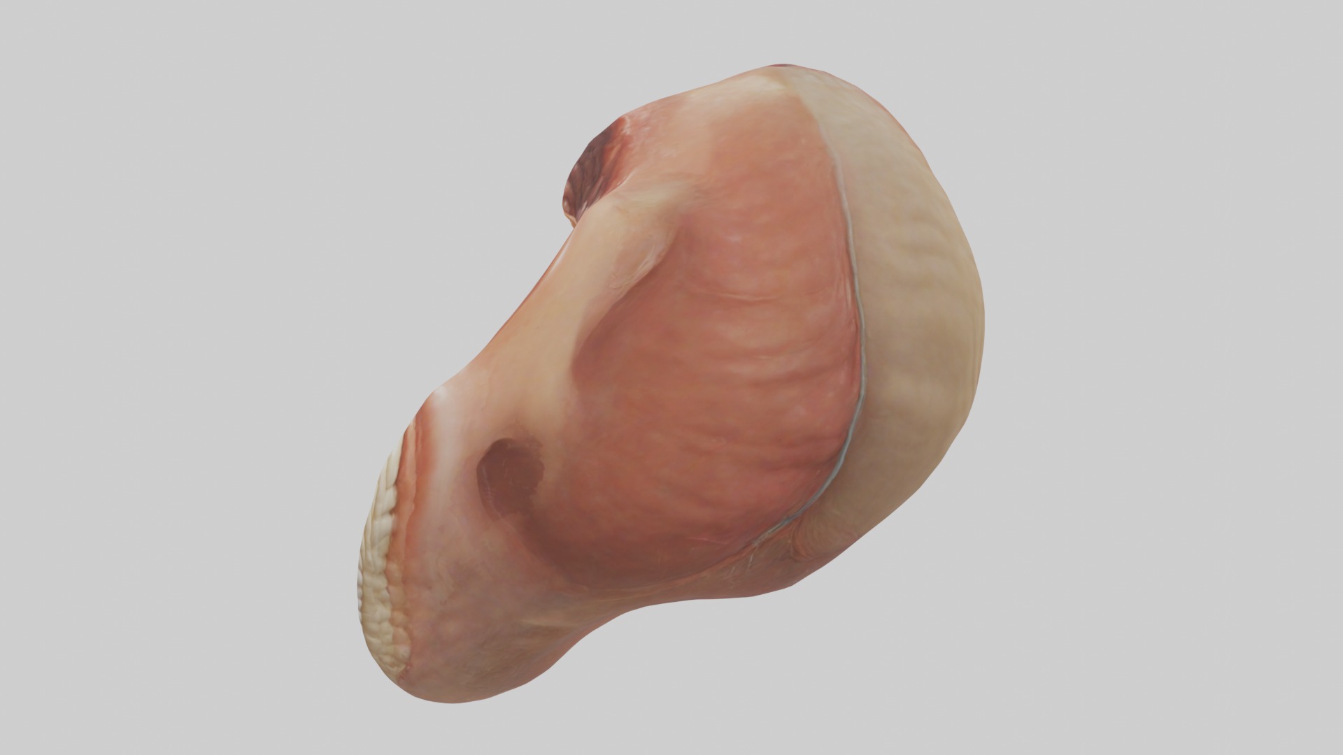 Rectum Model 1 Low-poly 3D model_6