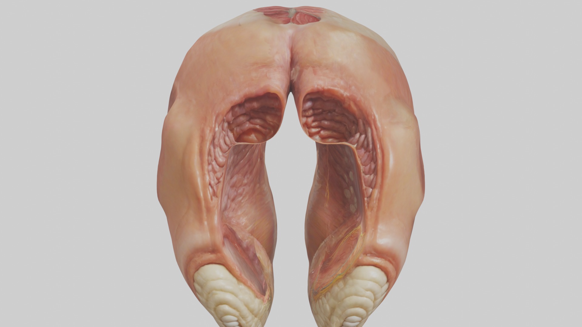 Rectum Model 1 Low-poly 3D model_10