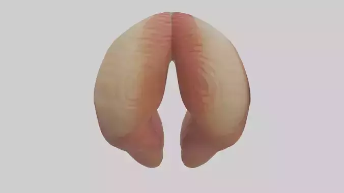 Rectum Model 1 Low-poly 3D model