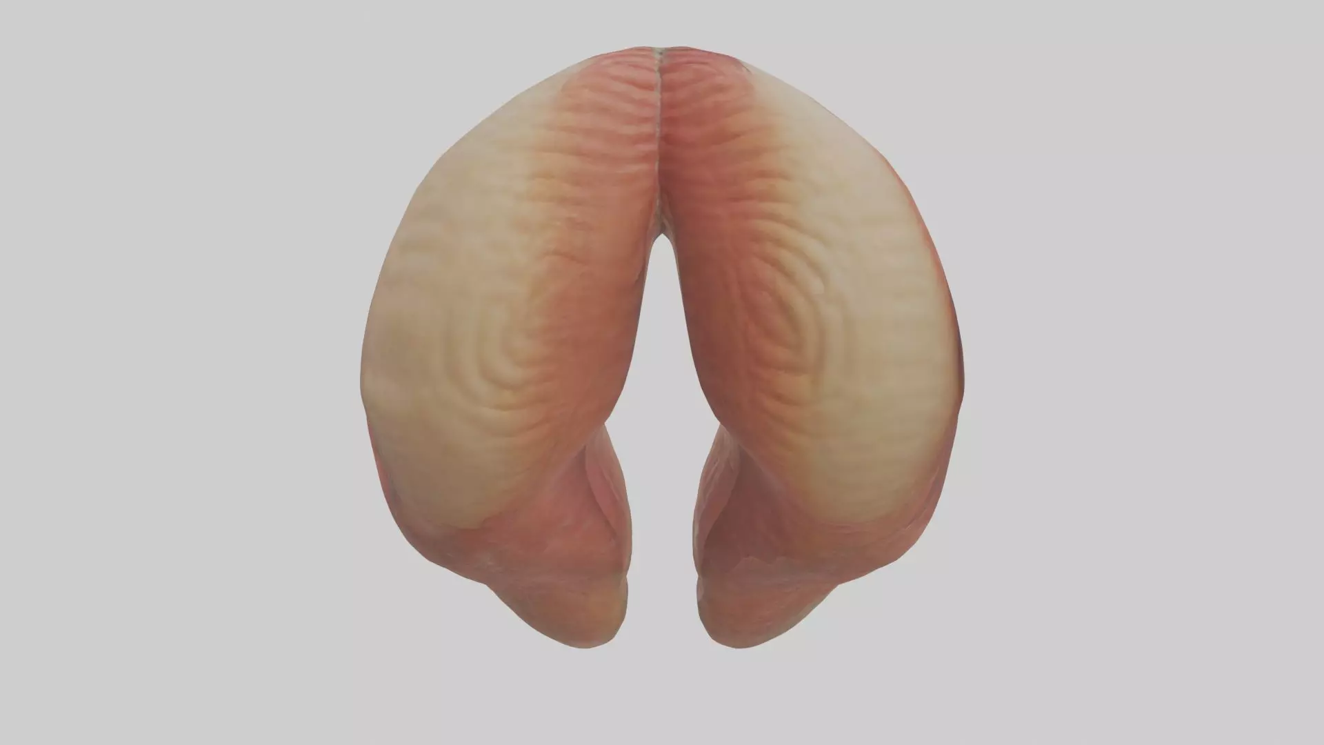 Rectum Model 1 Low-poly 3D model_0
