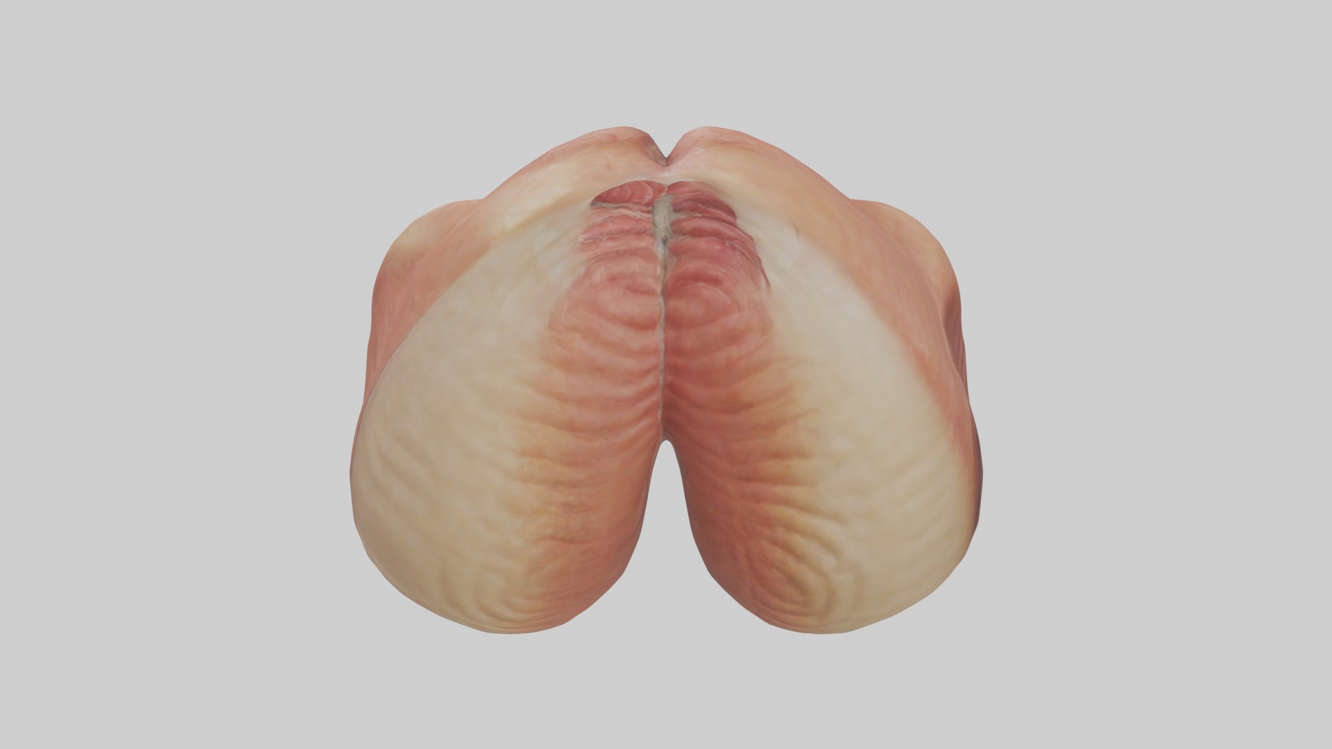 Rectum Model 1 Low-poly 3D model_9