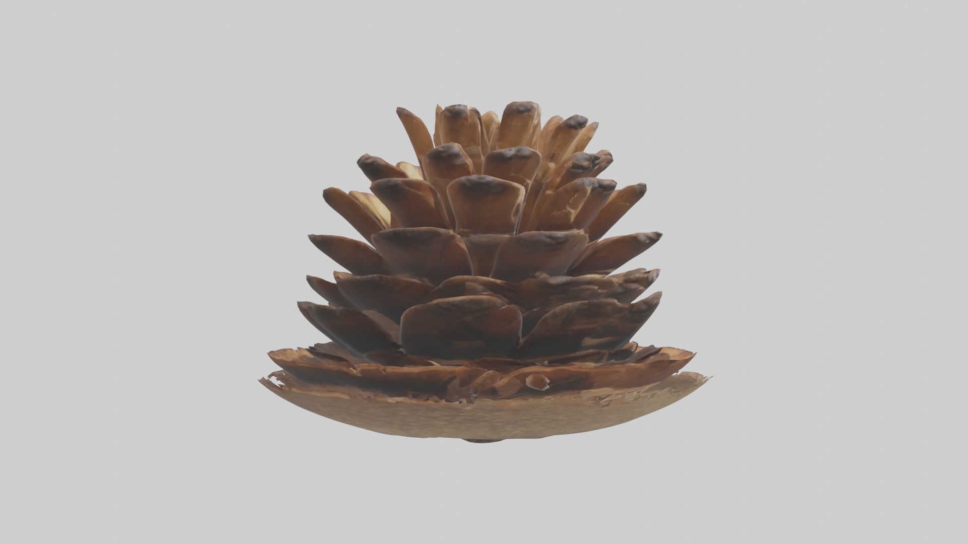 Pinecone Model Low-poly 3D model_7
