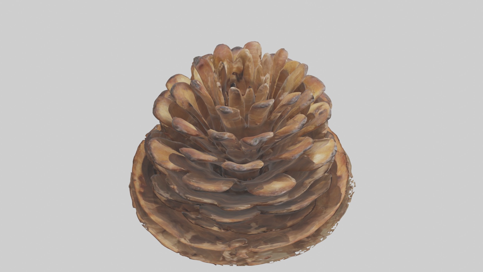 Pinecone Model Low-poly 3D model_12