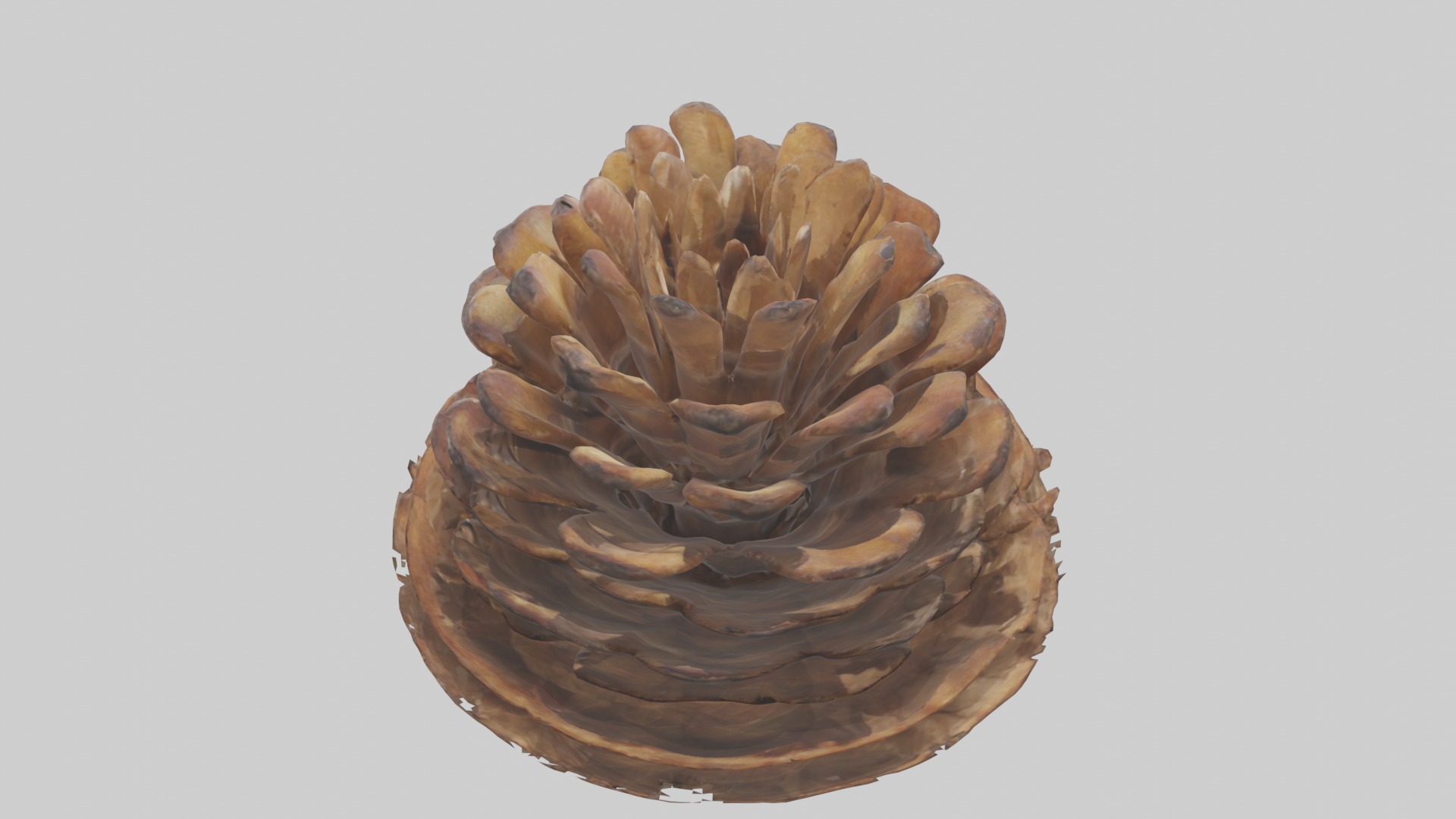 Pinecone Model Low-poly 3D model_9