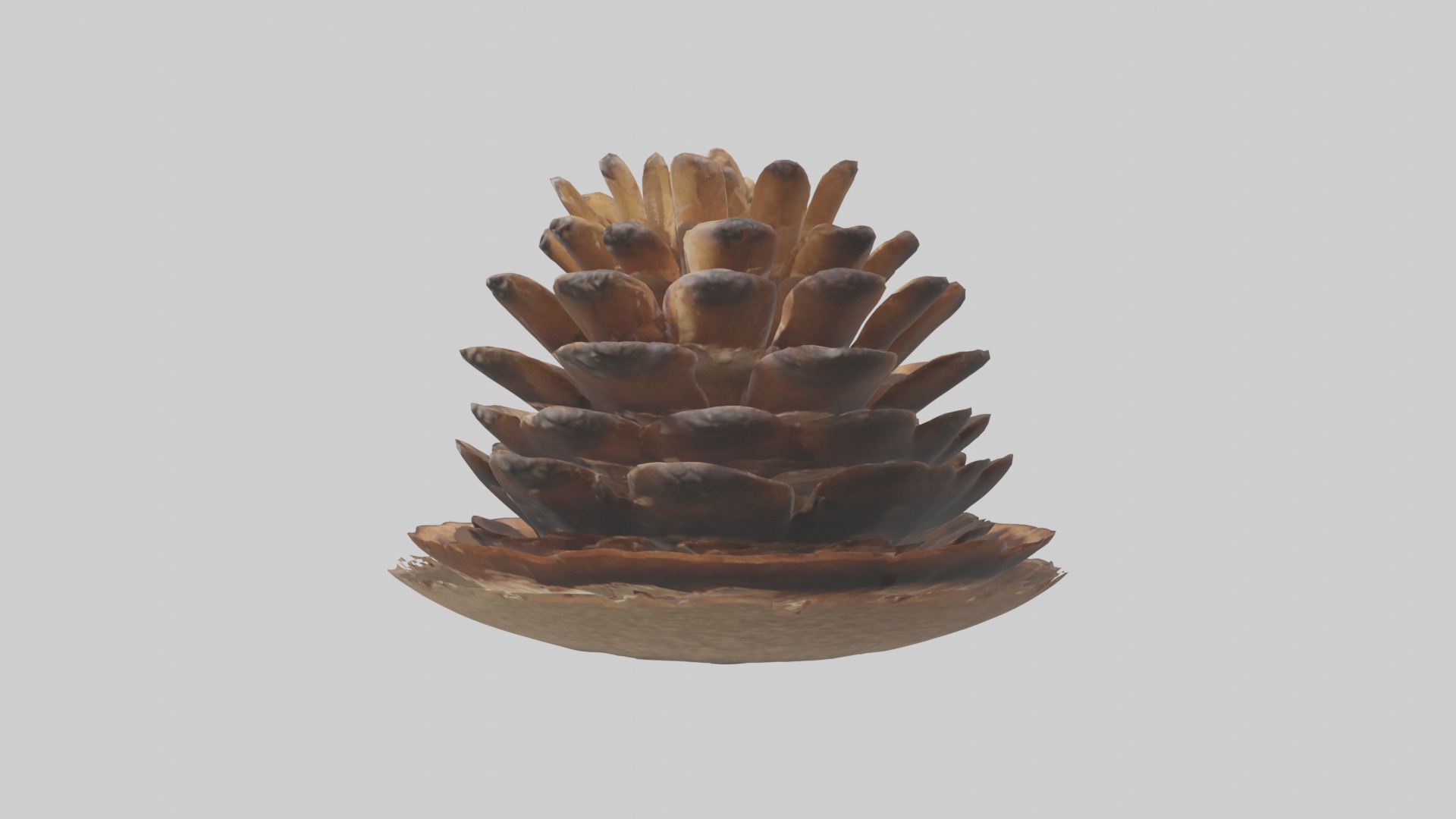 Pinecone Model Low-poly 3D model_6