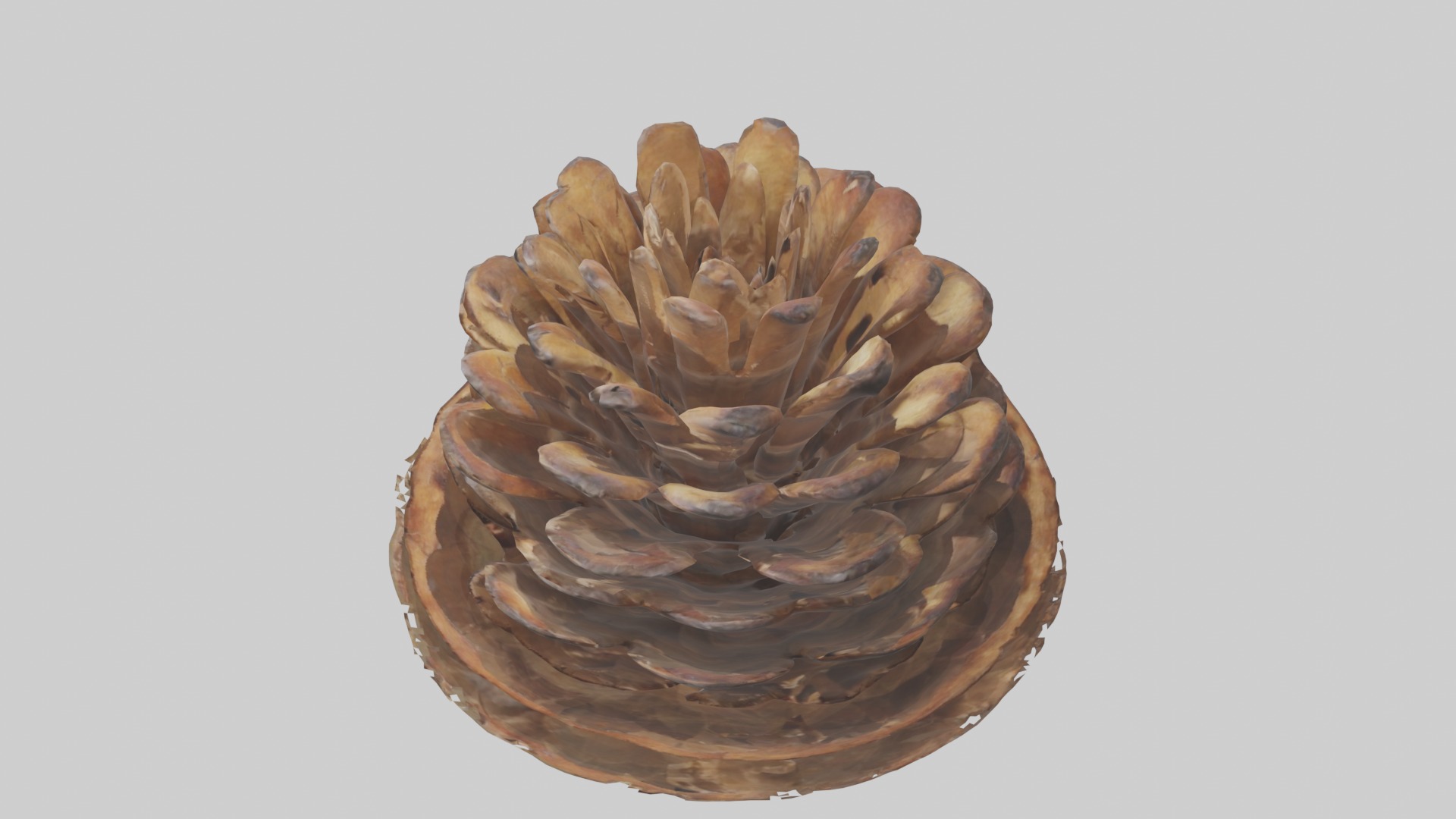 Pinecone Model Low-poly 3D model_11