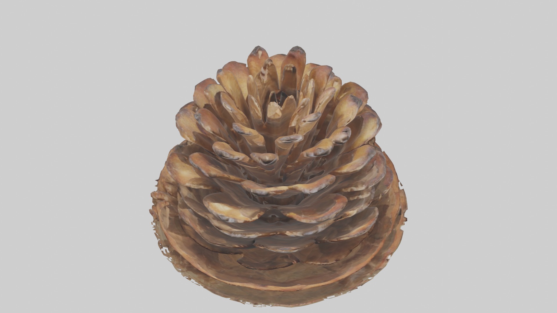 Pinecone Model Low-poly 3D model_10