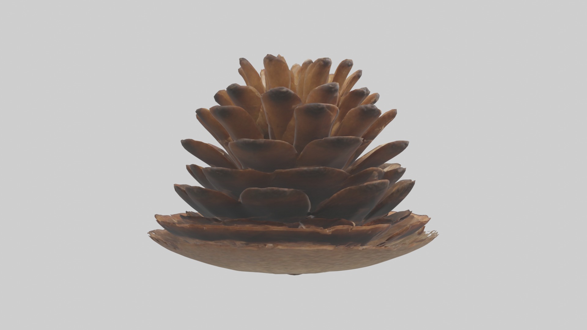 Pinecone Model Low-poly 3D model_2