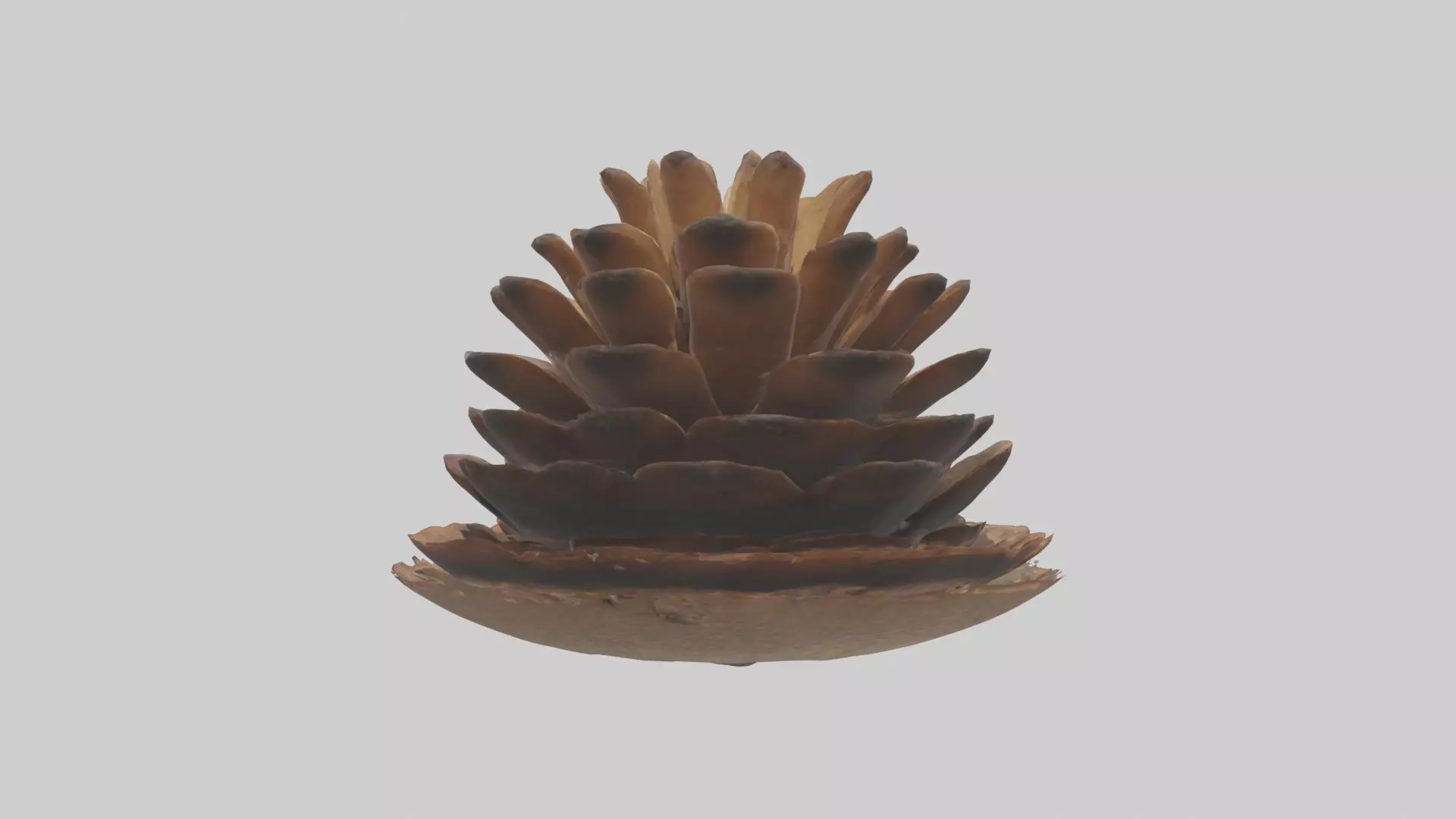 Pinecone Model Low-poly 3D model_0