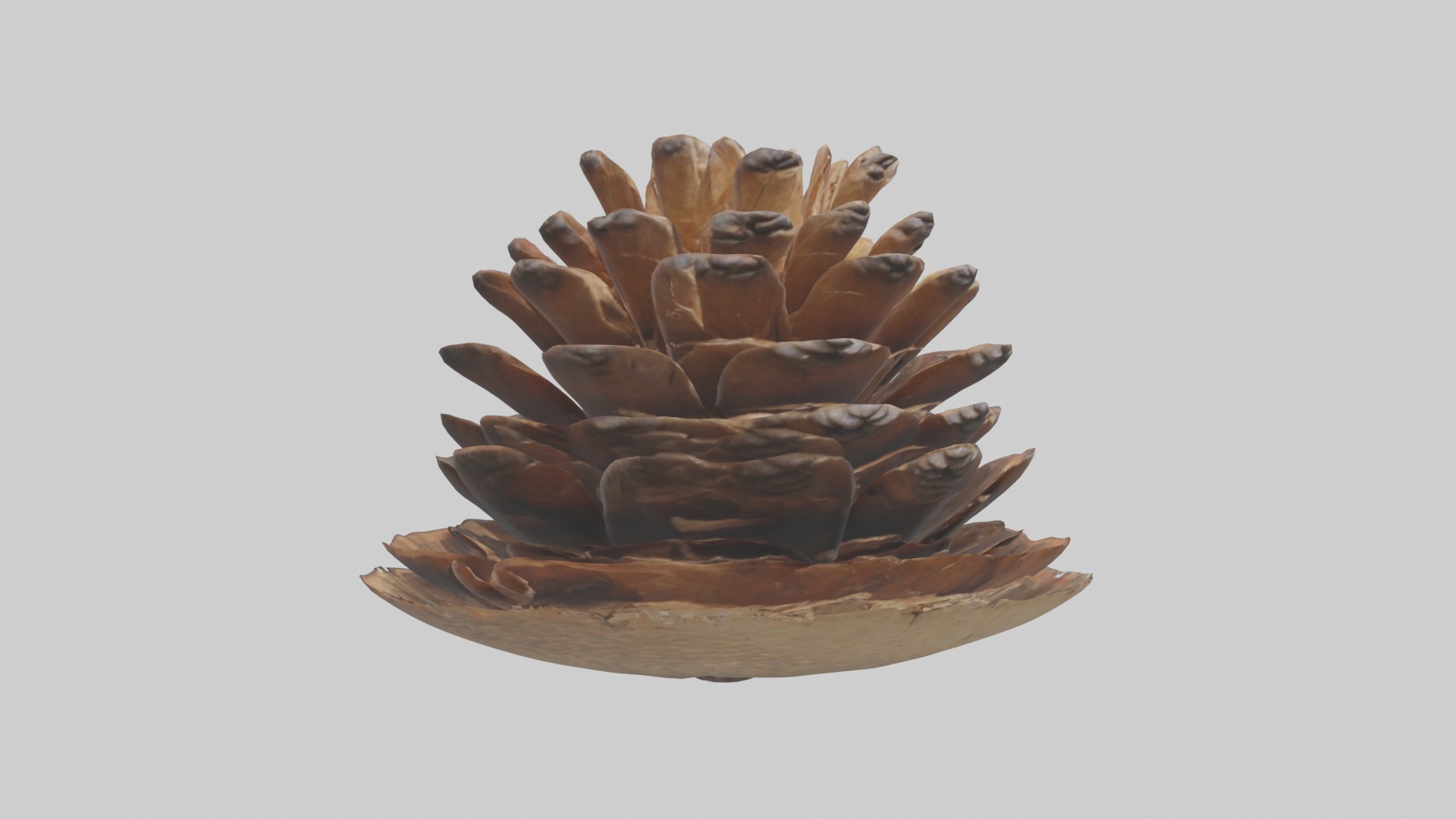Pinecone Model Low-poly 3D model_5