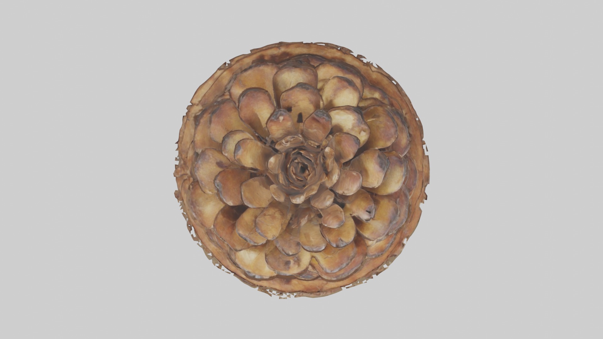 Pinecone Model Low-poly 3D model_8