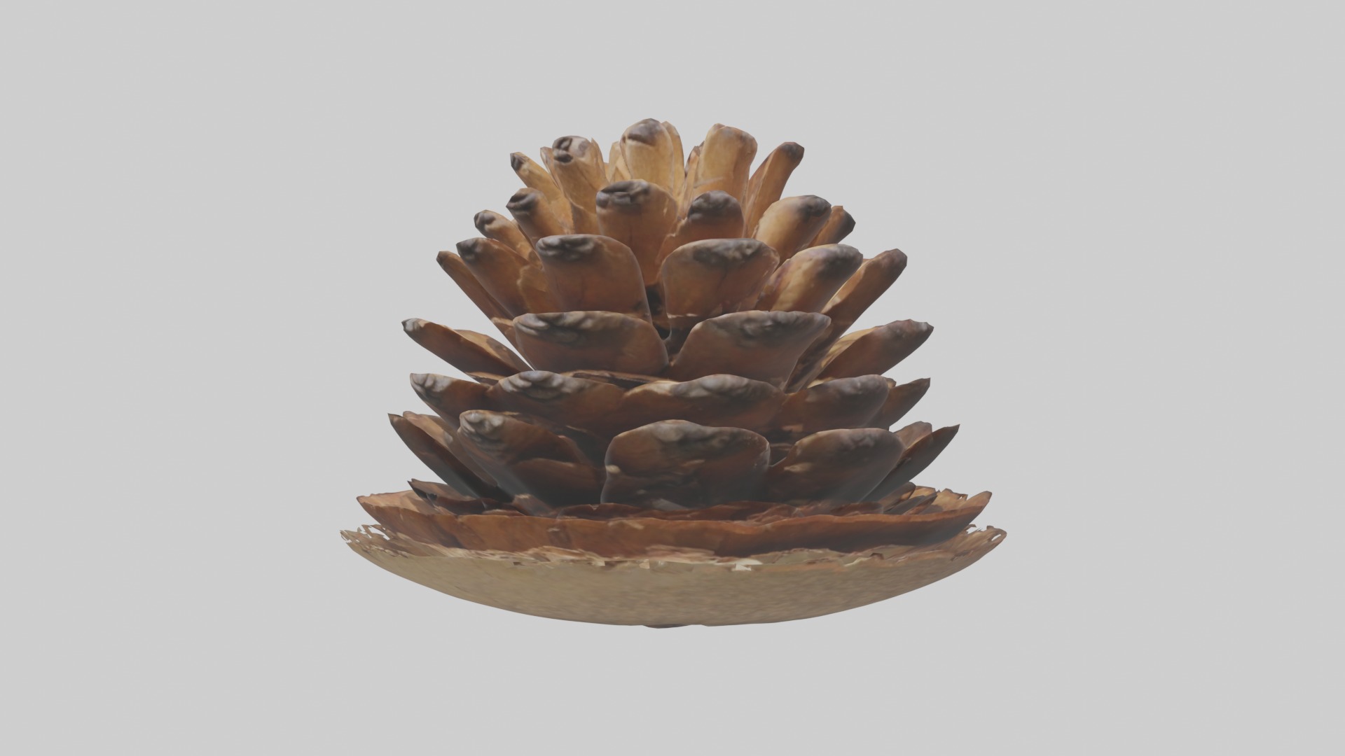 Pinecone Model Low-poly 3D model_4