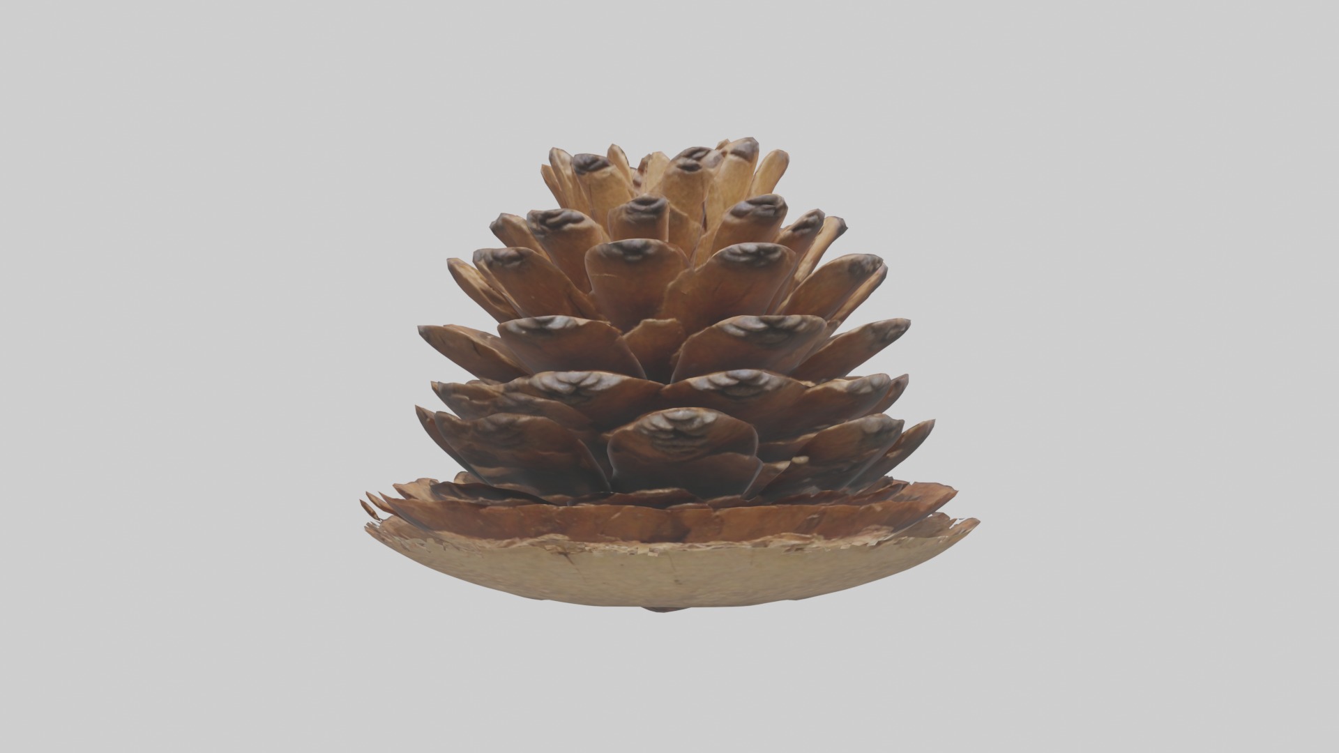 Pinecone Model Low-poly 3D model_3
